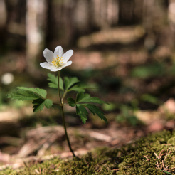 ひっそりと佇む一凛の花のように