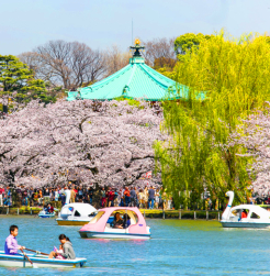 早くコイコイ桜の季節！！